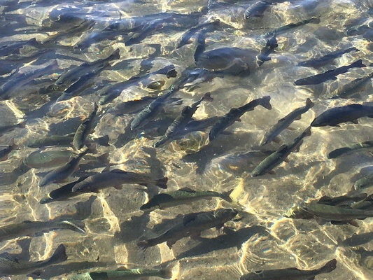 Reasons Why You Should Choose Fish Hatchery Utah For Trout Fish
